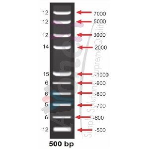 500 bp dna ladder ayonex